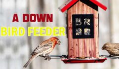 Bird Feeder